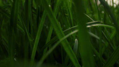露水滴早....新鲜的草特写镜头和平冥想自然场景